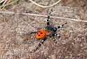 Eresus_sandaliatus_D3030_Z_81_NP De Hoge Veluwe_Nederland
